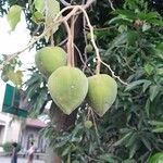 Reutealis trisperma Fruit