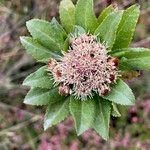 Baccharis prunifolia Kukka