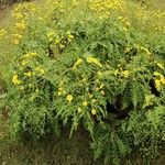 Sonchus fruticosus Hábito