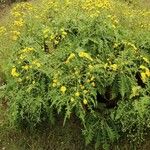 Sonchus fruticosus 形態