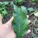 Persicaria senegalensis Folha