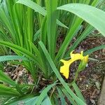 Iris pseudacorus 葉