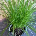 Cyperus alterniflorus Folha