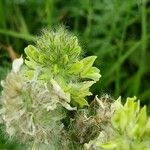 Oxytropis pilosa Flor