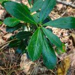 Chimaphila umbellata Ліст