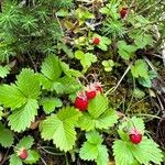 Fragaria vescaफल