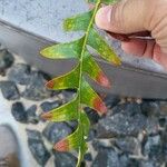 Banksia blechnifolia Levél