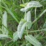 Myagrum perfoliatum Lapas