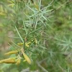 Juniperus oxycedrus Φύλλο