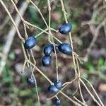 Ligustrum tschonoskii Fruto