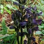 Orobanche purpurea Flower