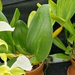Dendrobium forbesii Blad