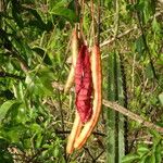 Capparis flexuosa Fruit