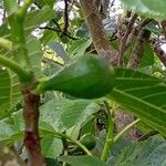 Ficus carica Meyve