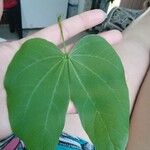 Bauhinia variegata葉