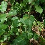 Campanula bononiensis Leaf