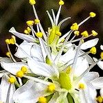 Toxicoscordion nuttallii Flor
