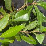 Morella cerifera Hoja