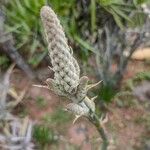 Dyckia encholirioides Flor