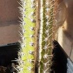 Pachycereus pecten-aboriginum Corteza