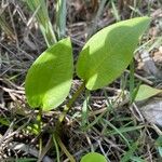 Alisma plantago-aquatica Liść