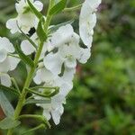 Angelonia biflora Квітка