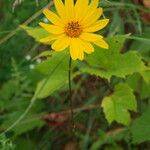 Helianthus occidentalis Цветок