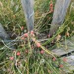 Ephedra distachya Fruit