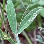 Lathyrus sylvestris Blatt