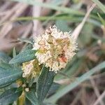 Spermacoce verticillata फूल