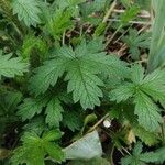 Potentilla rectaHostoa