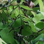 Adiantum macrophyllum Froito