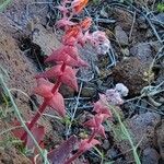 Dudleya pulverulenta Flower