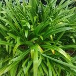 Agapanthus campanulatus Foglia