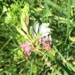 Oenothera suffrutescens പുഷ്പം