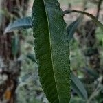 Salix cinerea Leaf