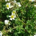 Ranunculus alpestris Leaf