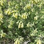 Onosma pseudoarenaria Fiore