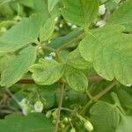 Cardiospermum grandiflorum Leaf