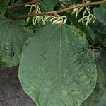 Alangium chinense List