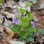 Viola rostrata Lorea