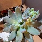 Pachyphytum kimnachii Leaf