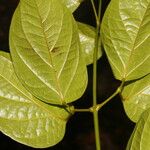 Bignonia aequinoctialis List