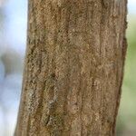 Tricalysia longituba Casca