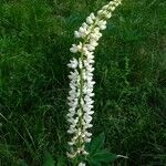 Lupinus albus Λουλούδι