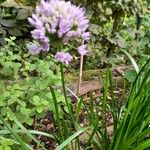 Allium angulosumBlomst