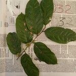 Casearia sylvestris Leaf