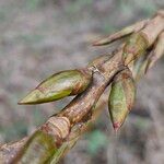 Populus nigra Other