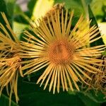 Inula magnifica Flower