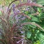 Pennisetum pedicellatum Flower